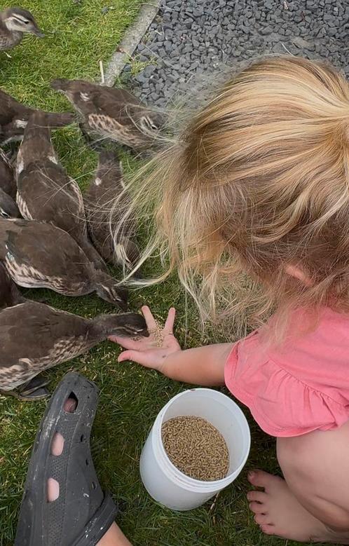 Mandarijn eenden te koop, Dieren en Toebehoren, Pluimvee, Meerdere dieren