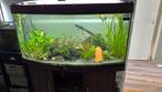 juwel rio 270, Dieren en Toebehoren, Vissen | Aquaria en Toebehoren, Ophalen of Verzenden, Gevuld zoetwateraquarium