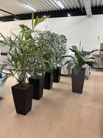 5 Kunstplanten/boompjes voor Binnen, Huis en Inrichting, Ophalen, 200 cm of meer, Volledige schaduw, Overige soorten