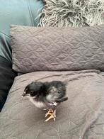 Marans kuikens, Dieren en Toebehoren, Geslacht onbekend, Kip