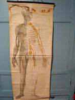 Anatomie poster EHBO, Ophalen, Natuur en Biologie