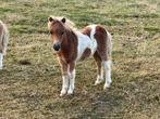 Prachtige shetlander hengstveulens. Bijzondere kleuren, Dieren en Toebehoren, Hengst, A pony (tot 1.17m), Gechipt, 0 tot 2 jaar