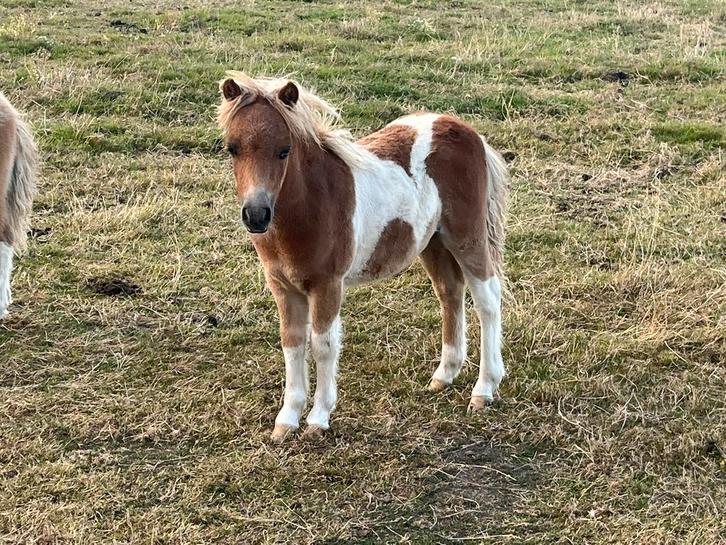 Prachtige shetlander hengstveulens. Bijzondere kleuren, Dieren en Toebehoren, Pony's, Hengst, A pony (tot 1.17m), 0 tot 2 jaar
