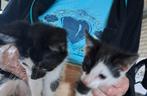 Lieve leuke kittens, Dieren en Toebehoren, Meerdere dieren, Kortharig