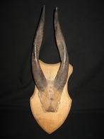 Taxidermie horens, Ophalen of Verzenden, Gebruikt, Wild dier, Gewei of Kop