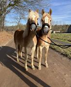 Super mooi span!, Dieren en Toebehoren, Pony's, Dressuurpony, 0 tot 2 jaar, Merrie, Gechipt