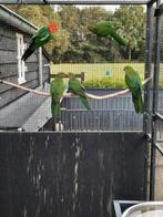 Australische koningsparkieten, Meerdere dieren, Parkiet, Geringd