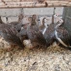 Te koop Parelhoen parelhoenders, Dieren en Toebehoren, Pluimvee, Geslacht onbekend, Kip