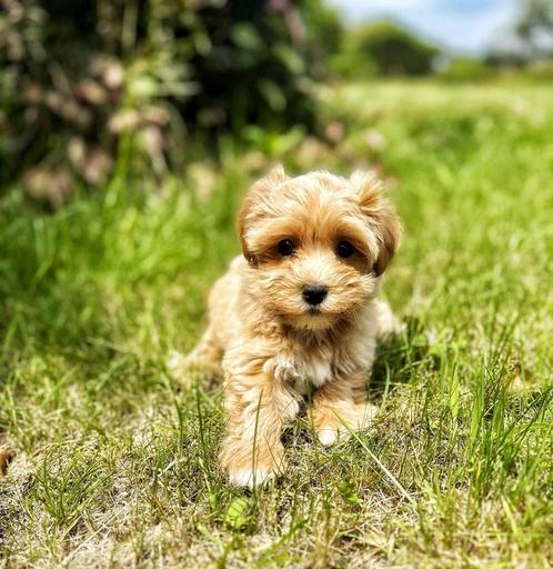 Prachtige sociale Belgische Havanezer pupjes ,bij ons gebore, Dieren en Toebehoren, Honden | Chihuahua's en Gezelschapshonden