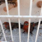 Koppel Mexicaanse Roodmus, Dieren en Toebehoren, Vogels | Overige Vogels, Meerdere dieren, Tropenvogel, Geringd