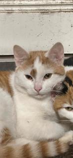 Kater, Dieren en Toebehoren, Katten en Kittens | Overige Katten, Kater