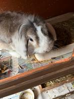 Gratis, Dieren en Toebehoren, Mannelijk