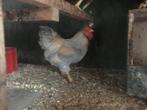 ZOMER AANBIEDING Wyandottekriel broedeieren, Dieren en Toebehoren, Pluimvee, Geslacht onbekend, Kip