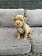 American bully puppies reutjes/teefje, Dieren en Toebehoren, Overige rassen, 8 tot 15 weken, Meerdere, Meerdere dieren
