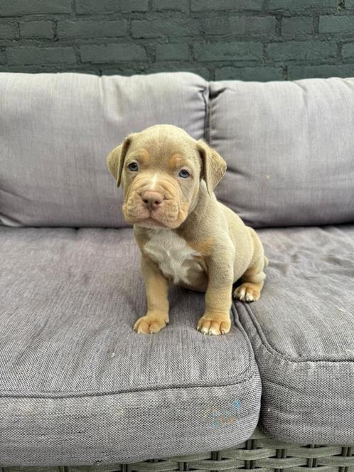 American bully puppies reutje, Dieren en Toebehoren, Honden | Bulldogs, Pinschers en Molossers, Meerdere dieren, Overige rassen