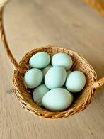 Broedeieren olijfleggers Auracana/Cream legbar x Marans, Dieren en Toebehoren, Pluimvee, Geslacht onbekend, Kip