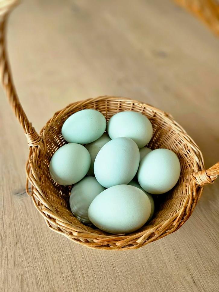 Broedeieren olijfleggers Auracana/Cream legbar x Marans, Dieren en Toebehoren, Pluimvee, Kip, Geslacht onbekend