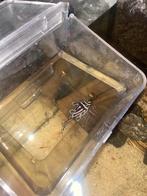 L46 l046, Dieren en Toebehoren, Vissen | Aquariumvissen, Vis, Zoetwatervis