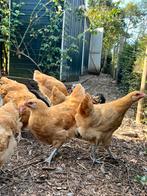 Jonge hennen van april & mei 2025, groot, Dieren en Toebehoren, Pluimvee, Vrouwelijk, Kip