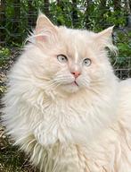 Ragdoll kater gratis in huis maar blijft voorlopig v cattery, Kater