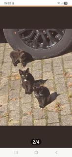 Kitten  jonge katjes gratis, Dieren en Toebehoren, Katten en Kittens | Overige Katten