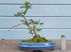 Bonsai ilex crenata, Tuin en Terras, Planten | Bomen, Ophalen of Verzenden