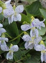 Bosviooltje 'Freckles' (Viola sororia), Tuin en Terras, Planten | Tuinplanten, Vaste plant, Bodembedekkers, Ophalen of Verzenden