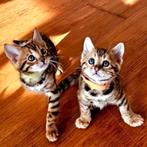 ☆Top ras☆ Bengaalse kittens met stamboom,  kampioen line, Dieren en Toebehoren, Katten en Kittens | Raskatten | Korthaar, Meerdere dieren