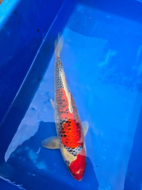 Japanse Koi Kujaku, Dieren en Toebehoren, Vissen | Vijvervissen