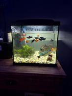 Vissen gratis, Ophalen, Zo goed als nieuw