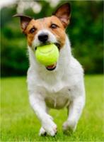 Ballen opnieuw geplaatst svp bericht bij serieuze interesse!, Dieren en Toebehoren, Verzenden, Gebruikt, Hondenballen