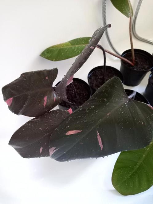 5 PPP stekken en 3 Prince of Orange stekken, samen €15,-, Huis en Inrichting, Kamerplanten, Overige soorten, Minder dan 100 cm