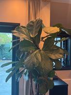 Ficus Lyrata XXL dikke stam, Huis en Inrichting, Kamerplanten, Ophalen, Ficus, Halfschaduw, In pot