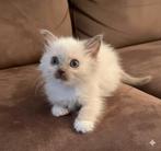 ragdoll kittens met stamboom. Lynx , choco en lilac, Dieren en Toebehoren, Meerdere dieren, Gechipt