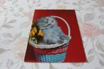 Katten Postkaart - Kitten staat in blauw rode Mand, Germany, Verzenden, 1960 tot 1980, Gelopen, Hond of Kat