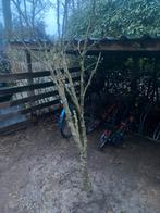 Meerstammige Magnolia 200 cm, Tuin en Terras, Planten | Bomen, Ophalen, Lente, Volle zon, Overige soorten