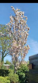Prunus Japanse Kers boom, Tuin en Terras, Planten | Bomen, Overige soorten, Lente, 400 cm of meer, Ophalen
