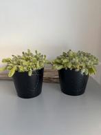 Hylocereus undulatus Dragon fruit cactus incl IKEA bloempot, Ophalen, Halfschaduw, Minder dan 100 cm