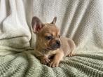 Franse bulldog pups met arfe stamboom, Dieren en Toebehoren, 8 tot 15 weken, Meerdere, Meerdere dieren, Nederland