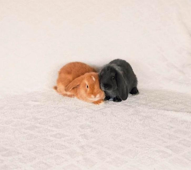 ❤️🎁LIEF TAM RASZUIVER MINILOP HANGOOR KNUFFEL KOPPELTJE, Dieren en Toebehoren, Konijnen, Dwerg, Meerdere dieren, 0 tot 2 jaar