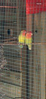 Koppel agapornis, Meerdere dieren, Dwergpapegaai of Agapornis