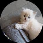 Mooie, aanhankelijke kittens.  Ragdoll X Britse Langhaar, Dieren en Toebehoren, Kater, Ingeënt