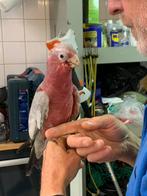 jonge roze kaketoe 2025, Dieren en Toebehoren, Vogels | Parkieten en Papegaaien, Meerdere dieren, Papegaai, Geringd