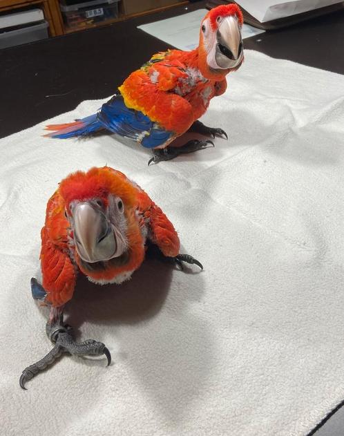 Tamme baby Geelvleugel Ara's met DNA en getest op alle ziekt, Dieren en Toebehoren, Vogels | Parkieten en Papegaaien, Papegaai
