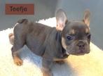 Franse Bulldog Pups Blauw / Merle / Blue Tan, Dieren en Toebehoren, 8 tot 15 weken, Meerdere, Meerdere dieren, Nederland