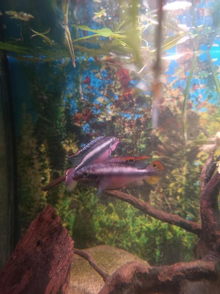 3 volwassen (mannelijke?) kersenbuik cichliden, Dieren en Toebehoren, Vissen | Aquariumvissen, Zoetwatervis, Vis