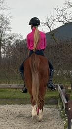 Verzorgpony gezocht/bijrijder aangeboden, Ophalen of Verzenden, Zo goed als nieuw