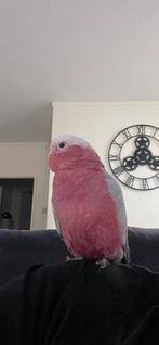 Rose kaketoe, Dieren en Toebehoren