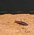Potloodvisje rood (Nannostomes morthenthaleri), Dieren en Toebehoren, Vis, Zoetwatervis, Schoolvis