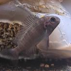 Tropheus moori, Dieren en Toebehoren, Vis